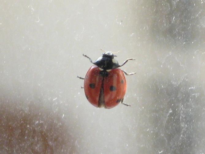 Coccinella septempunctata